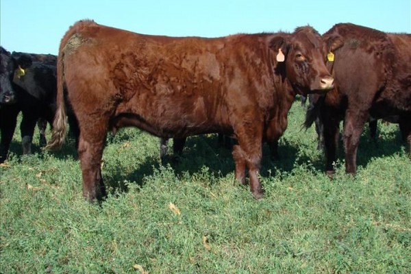 SALERS CATTLE - SAO SALVADOR ALIMENTOS S/A Buy SALERS CATTLE